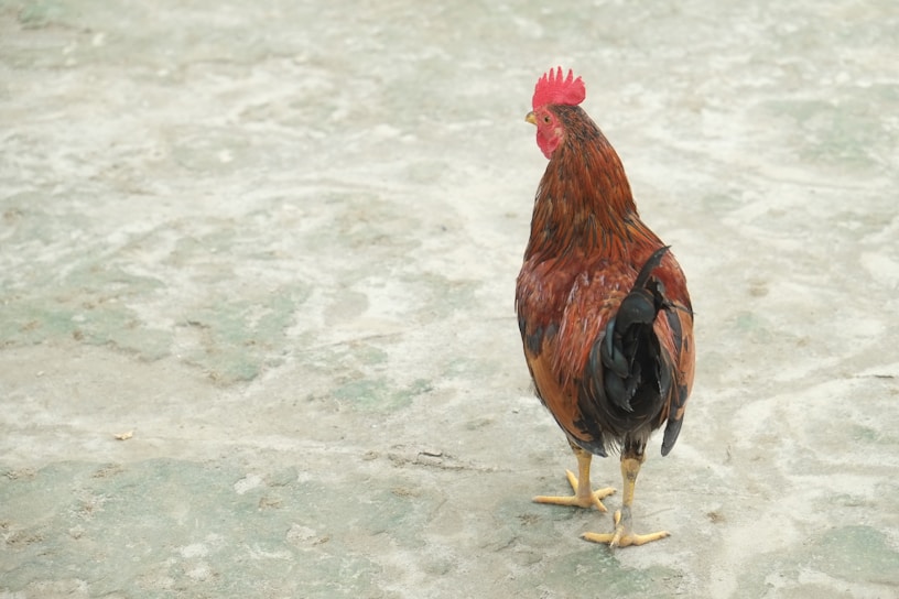A lone rooster standing on a light-colored, rough-textured surface. The rooster has vibrant red and brown feathers, with a comb on its head and black tail feathers.