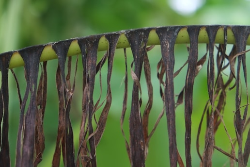 Close-up of fungal spores on a plant leaf.