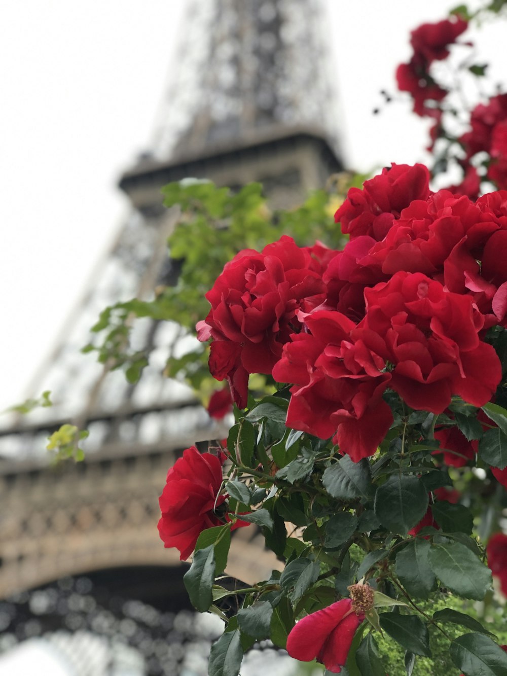 Rosas vermelhas em frente à Torre Eiffel
