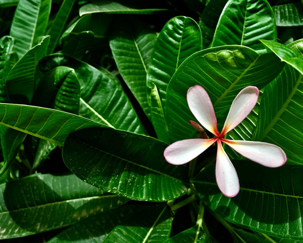 white petaled flower