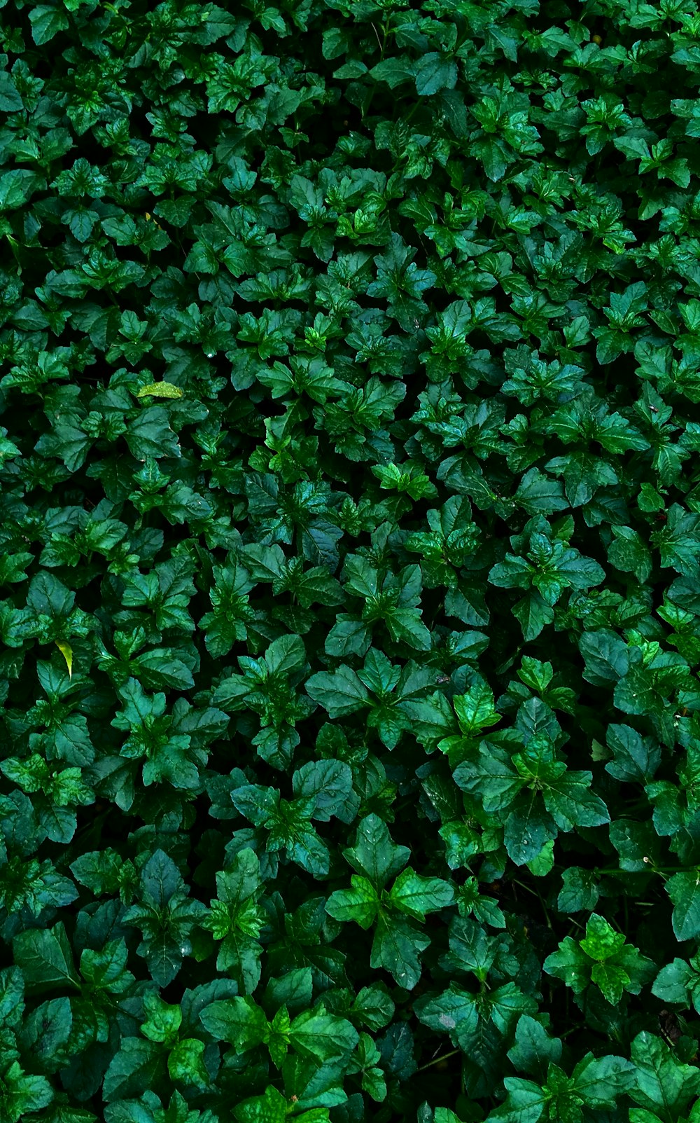 a bunch of green plants that are growing together