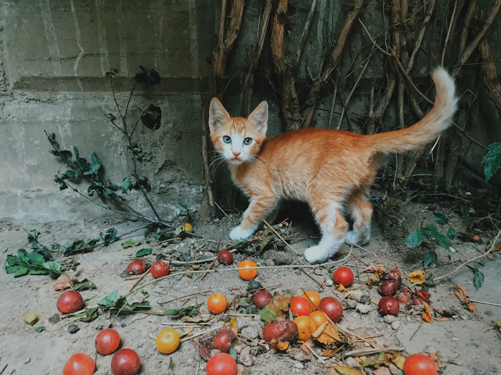 gatito atigrado naranja