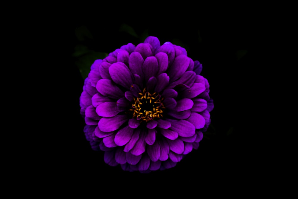 fleur aux pétales violets