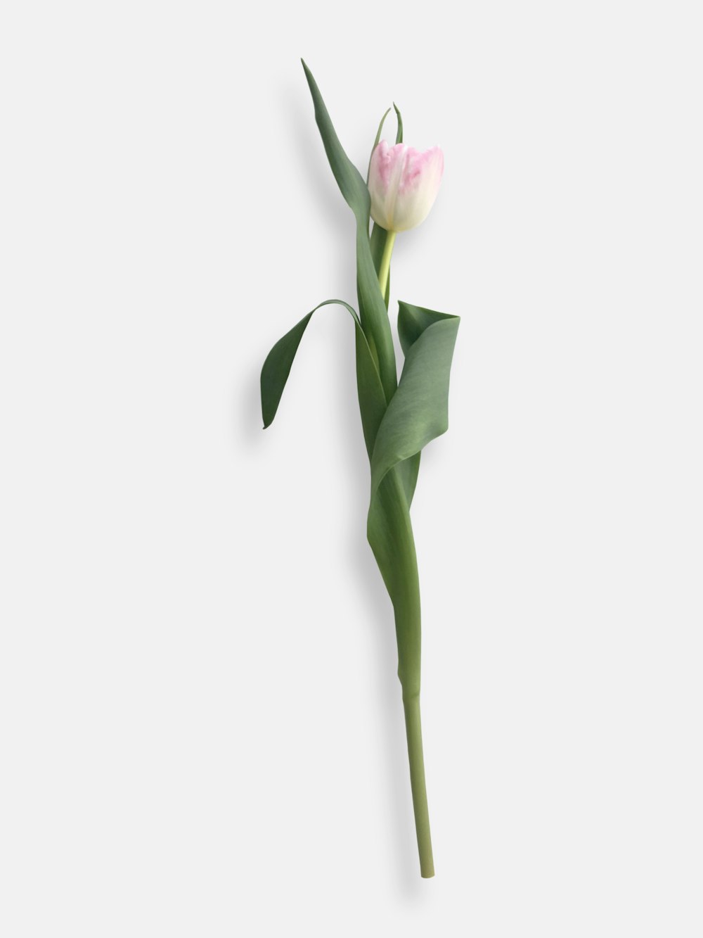 un solo tulipán rosa y blanco sobre fondo blanco