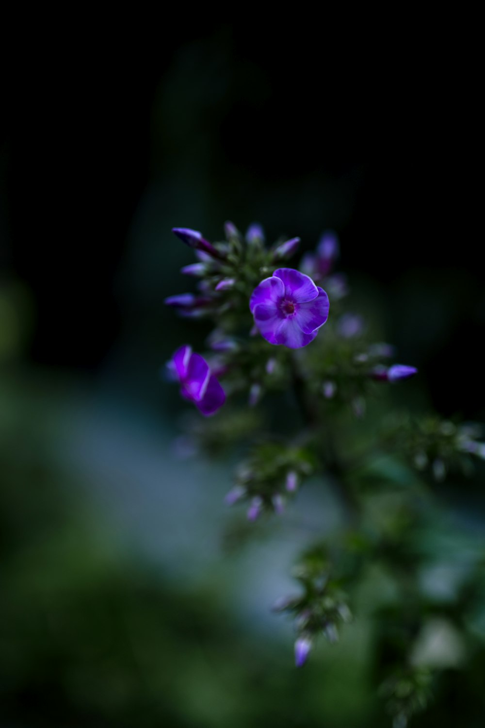 purple petaled flowers