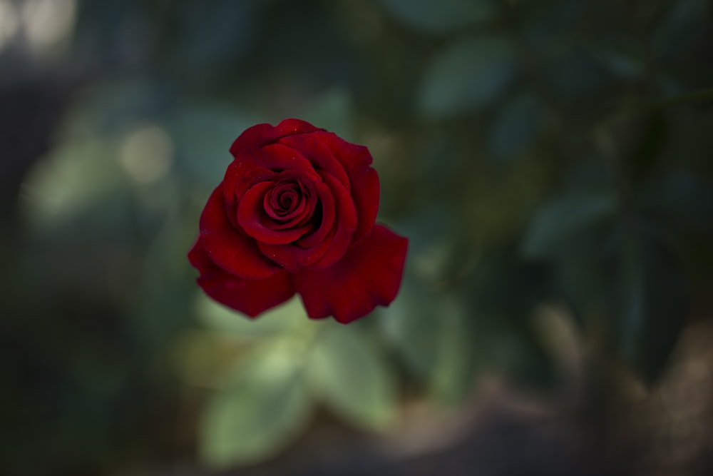 close-up photography of red rose flower