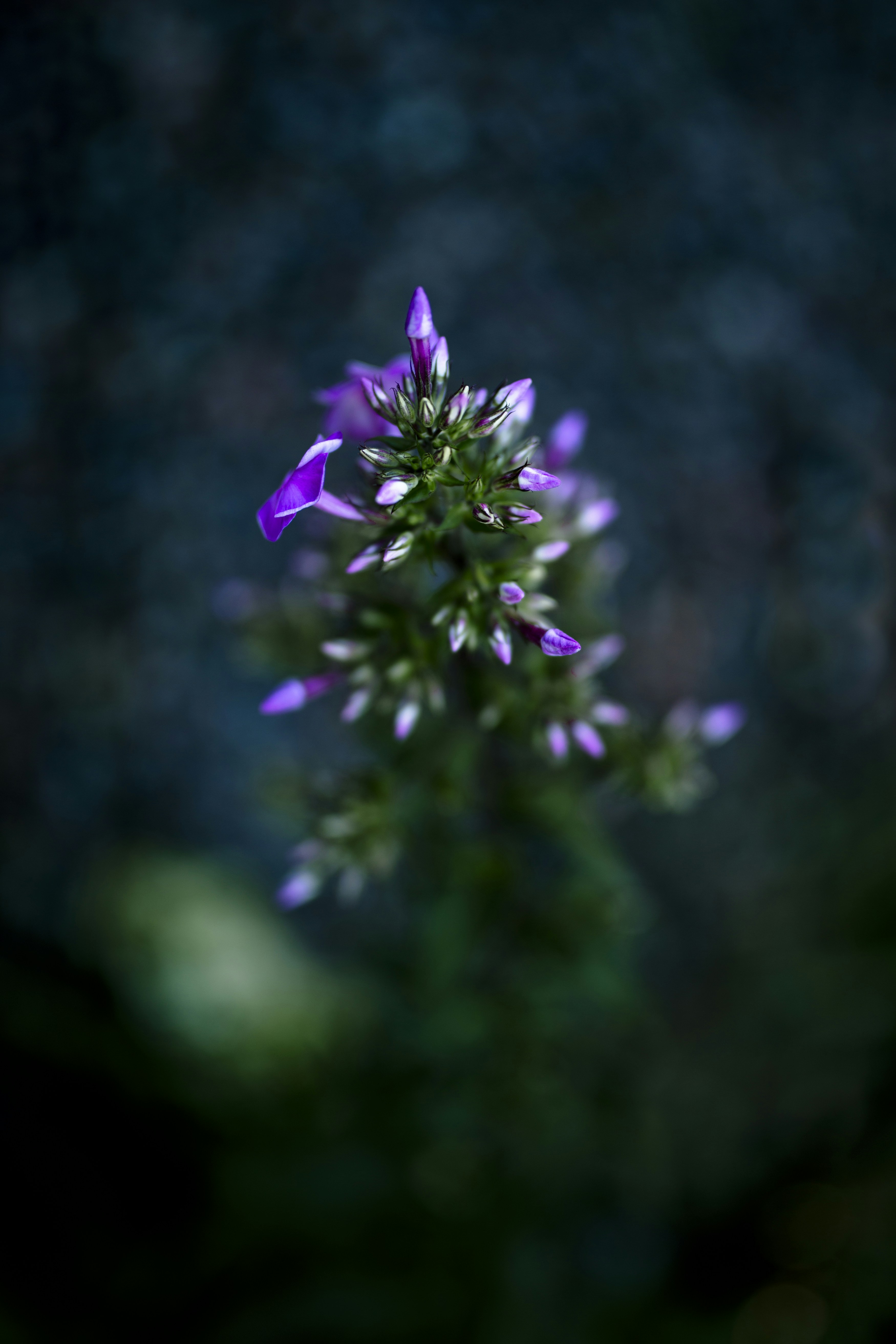 Photo by laurapgevans
