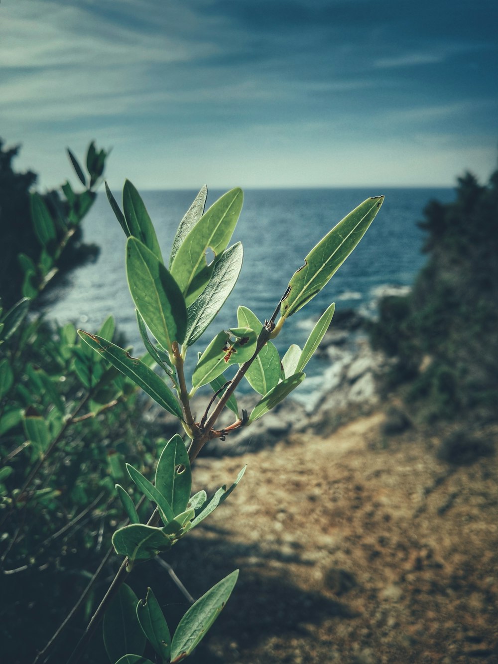 plante à feuilles vertes sur le rivage