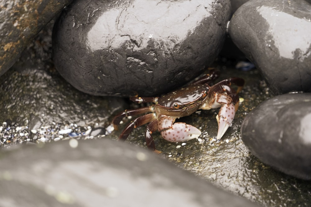 brown crab