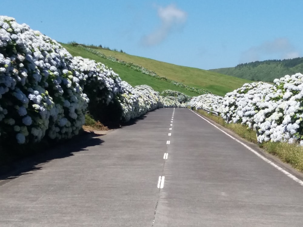 a road lined with white flowers next to a lush green hillside