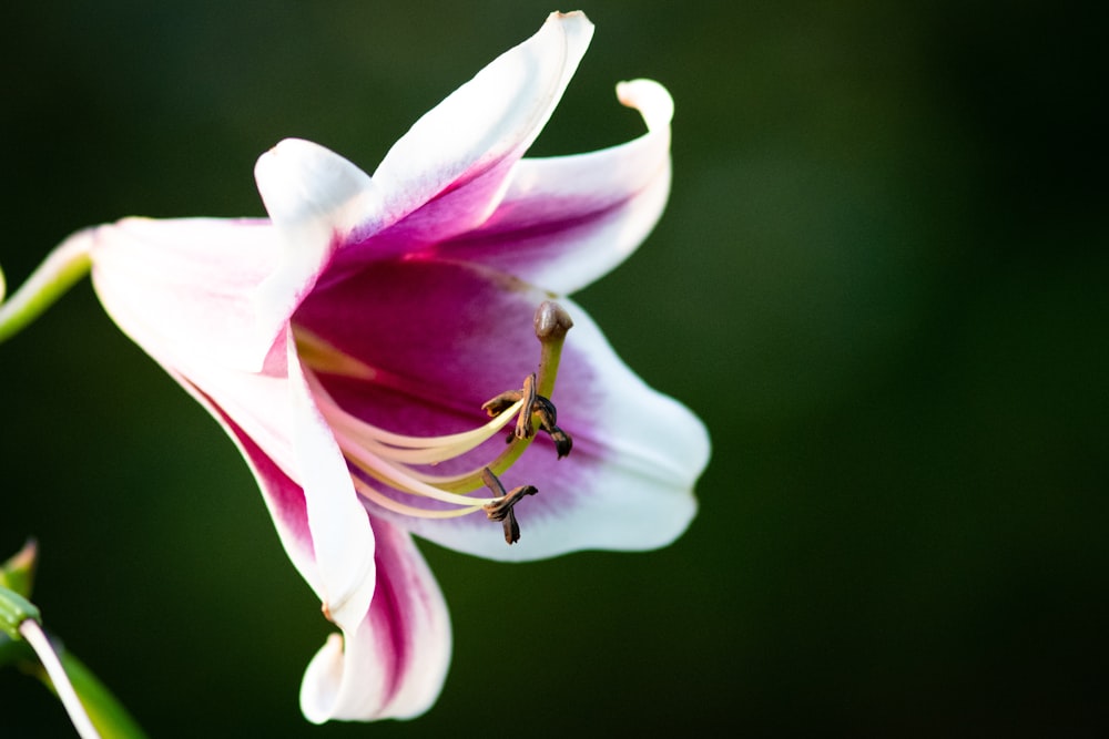 pink petaled flower