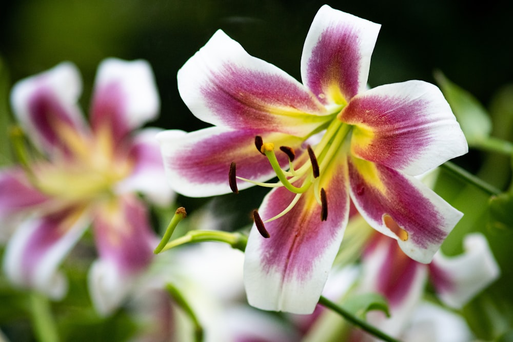 pink and white petaled flowers