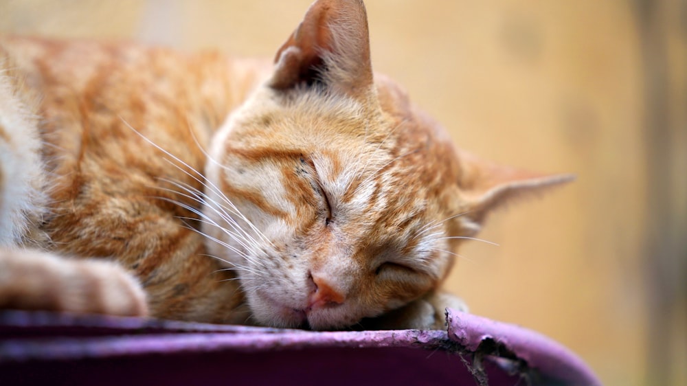 a close up of a cat sleeping on a chair