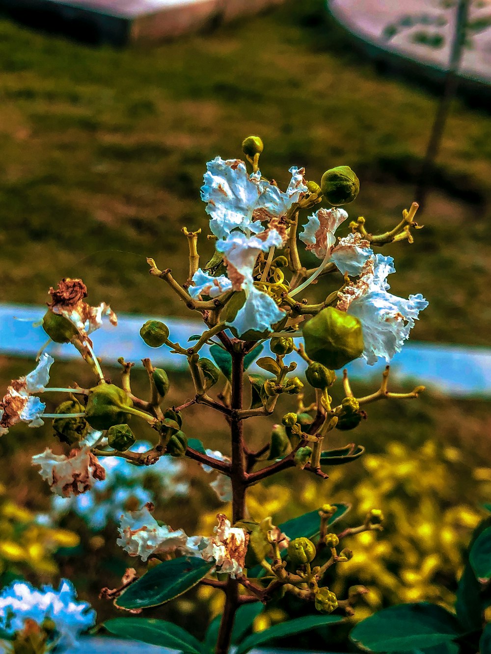 flores de pétalos azules y blancos