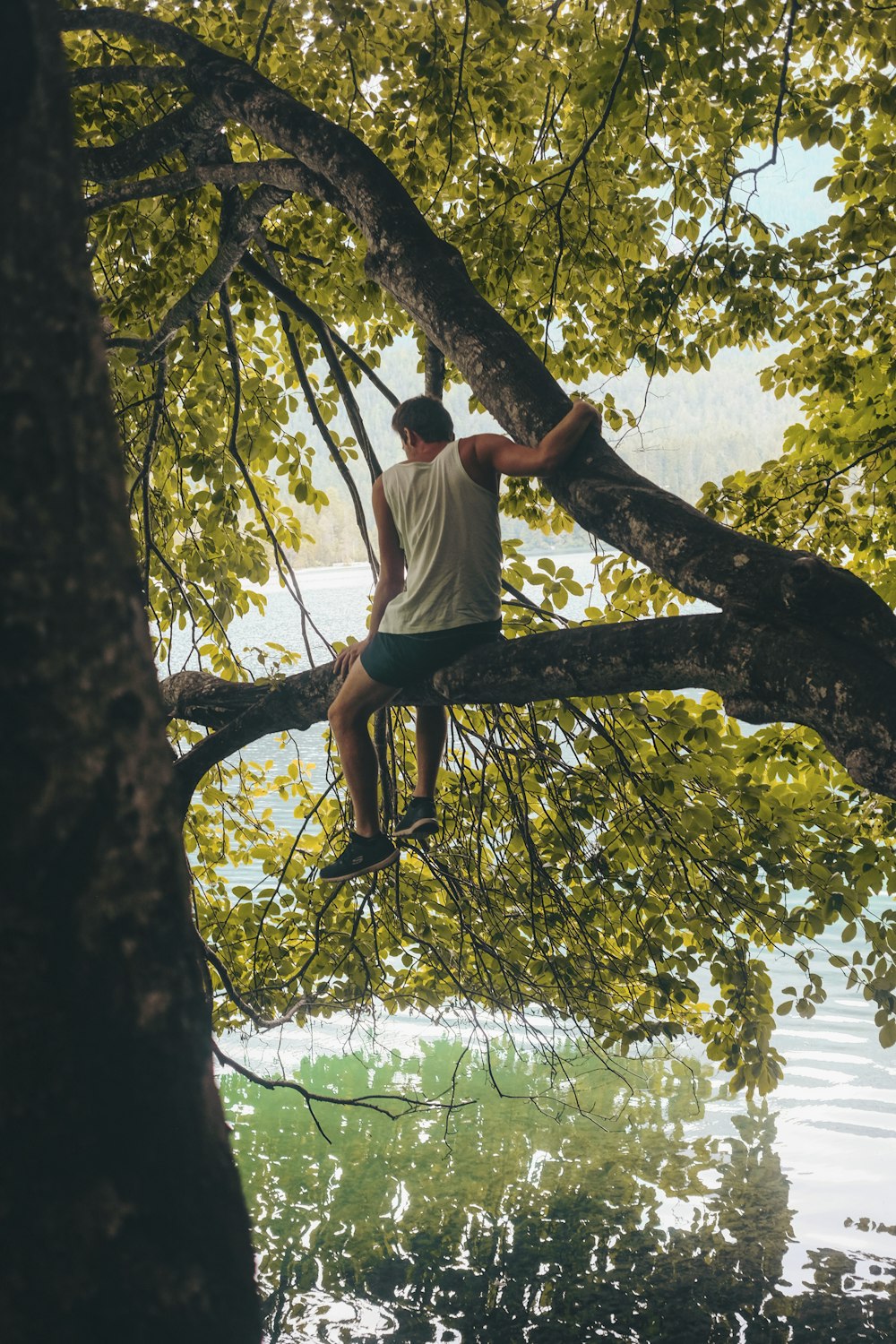 man sitting on tree branch above body of water