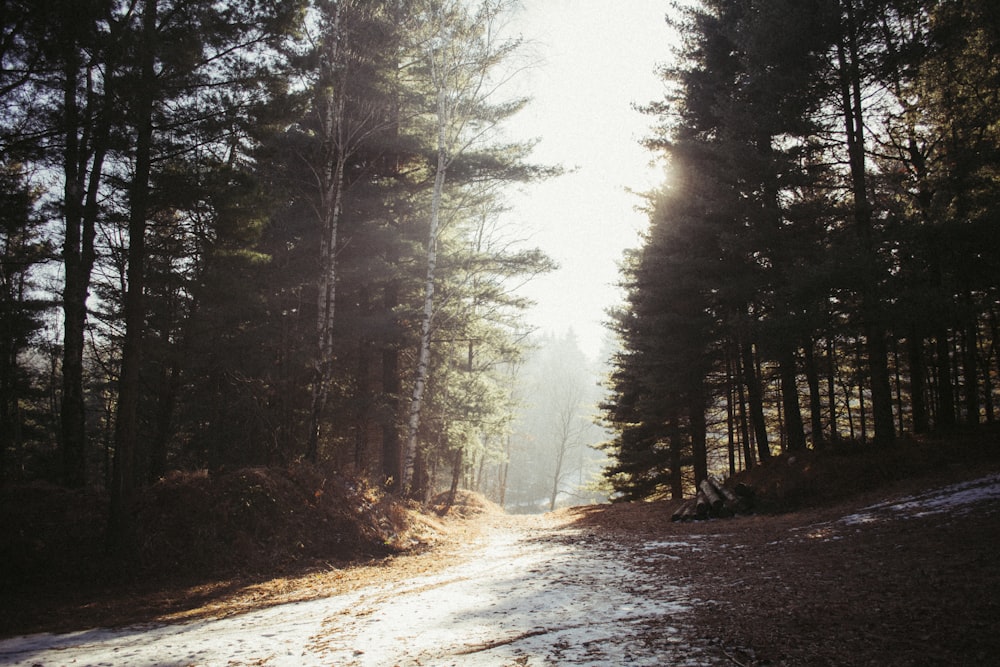 green pine trees and pathway