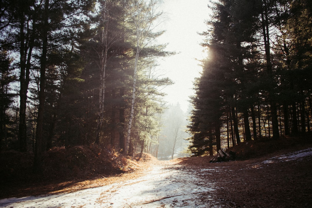 green pine trees and pathway