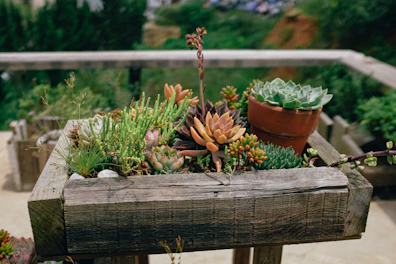 A close-up of colorful succulents arranged in a wooden planter.