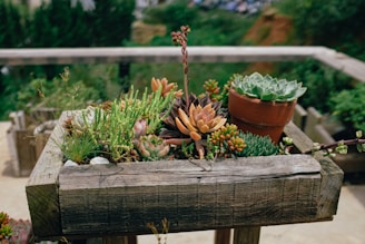 A wooden planter box filled with various succulent plants, including several in pots. The succulents are lush, displaying a range of colors from green to orange, and are arranged aesthetically. The background features blurred greenery.