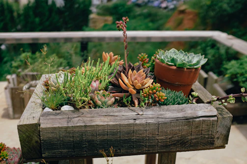 A rustic wooden planter box filled with lush succulents.