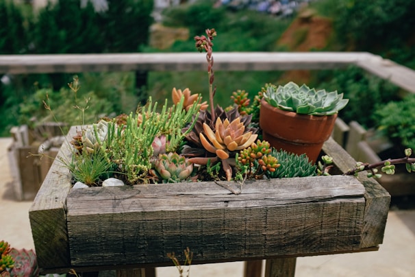 A wooden planter box filled with various succulent plants, including several in pots. The succulents are lush, displaying a range of colors from green to orange, and are arranged aesthetically. The background features blurred greenery.