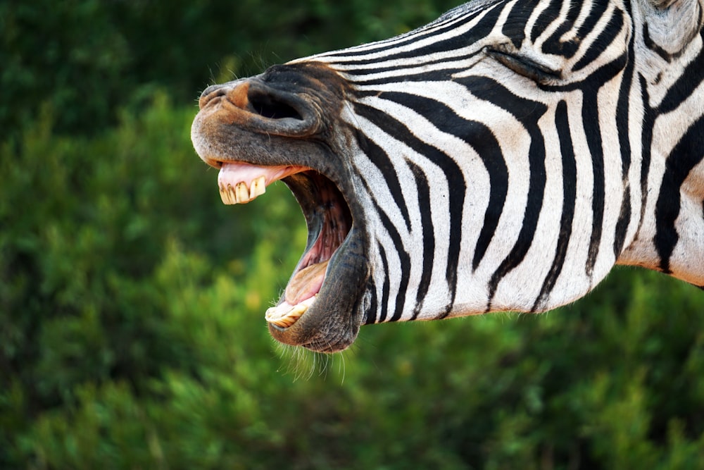 portrait of zebra