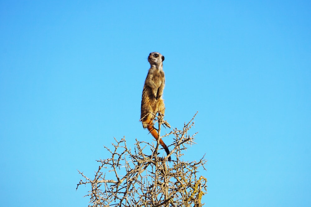 brown meerkat