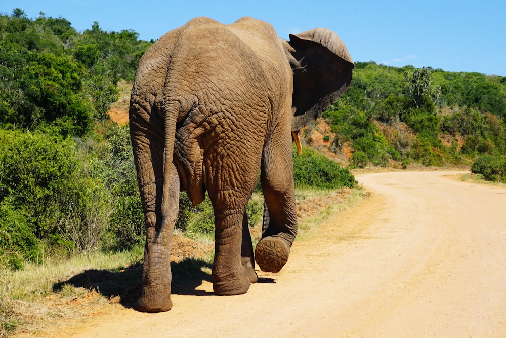 brown elephant walking besides green plants