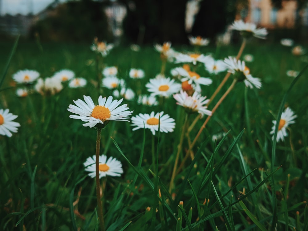 green-leafed plant with white flowers