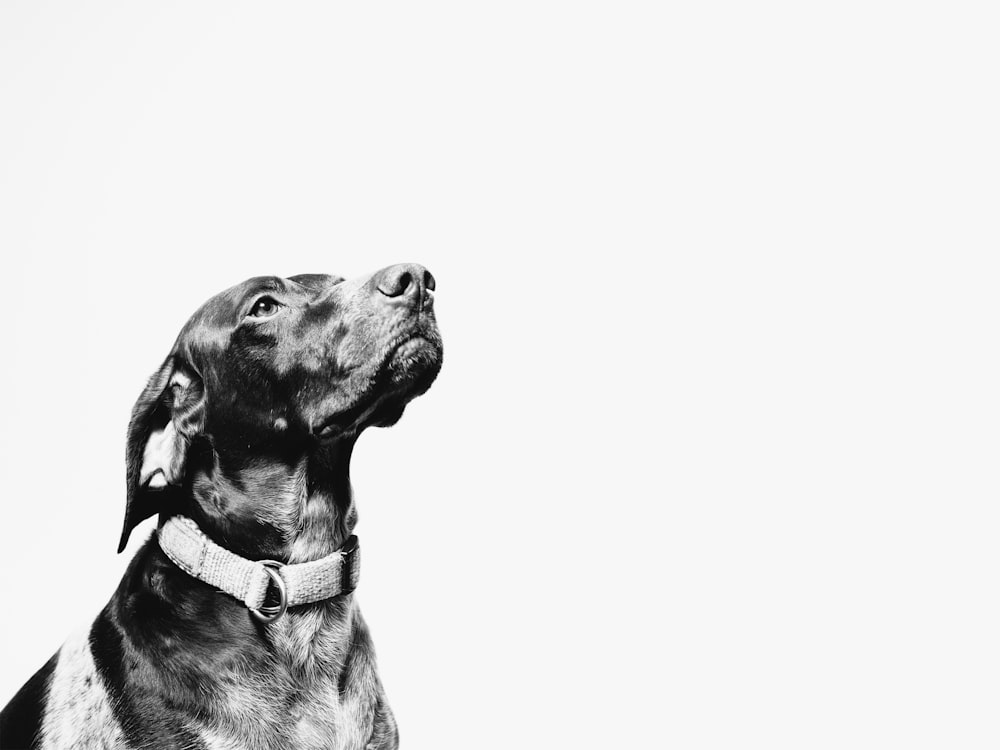 dog looks up on white background