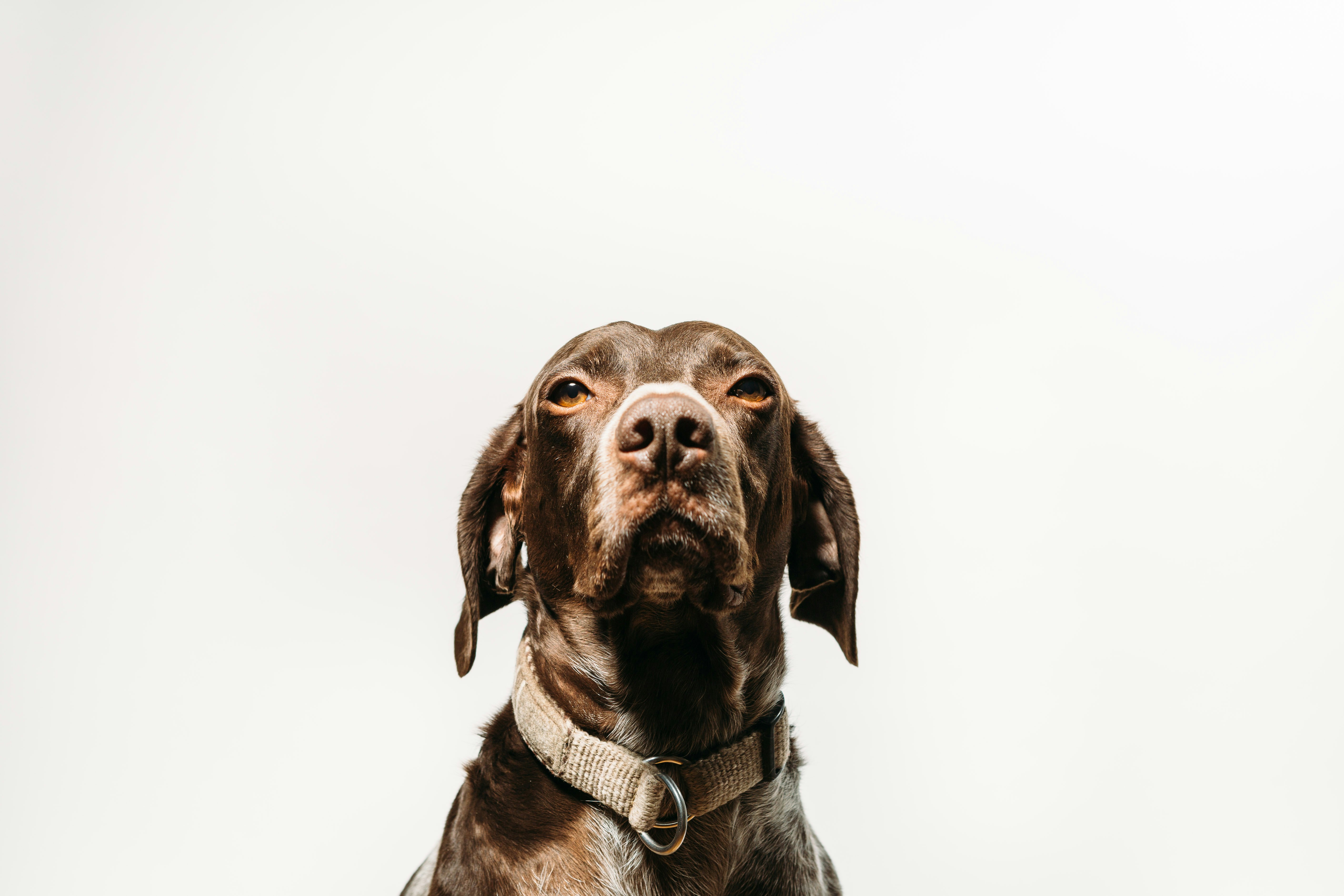 short-coated brown dog