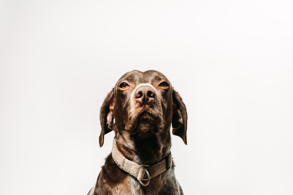 Brauner Hund mit kurzem Fell