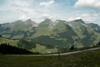 A panoramic view of the Andean cloud forest with an Andean bear crossing a moss-covered path.