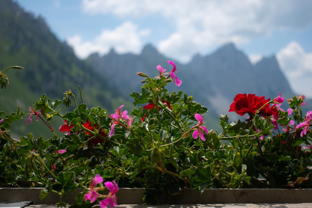 selective-focus photograph of red and pink flowers