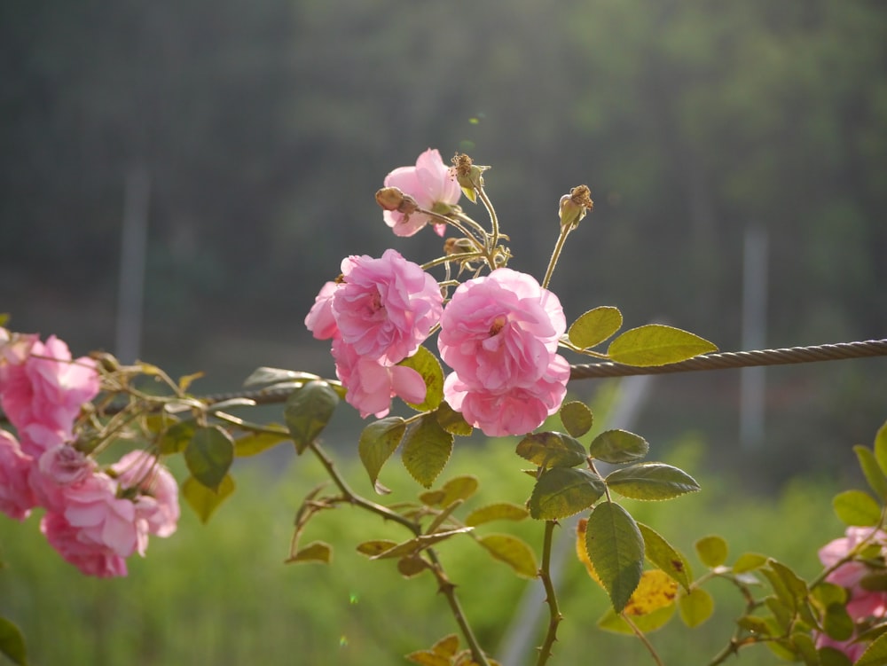 pink petaled flowers