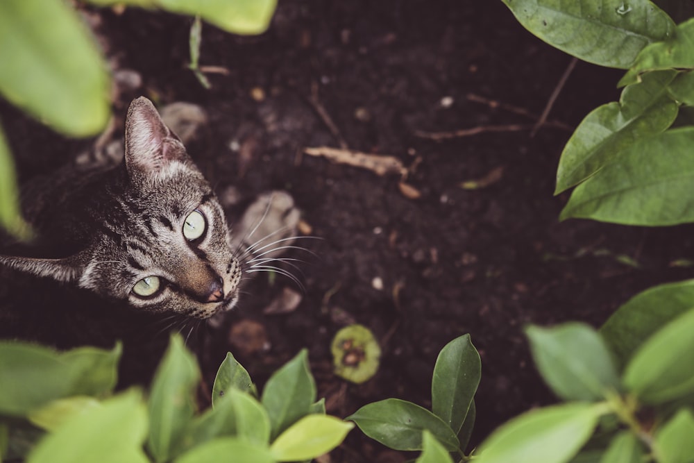 gray tabby cat under green leaves