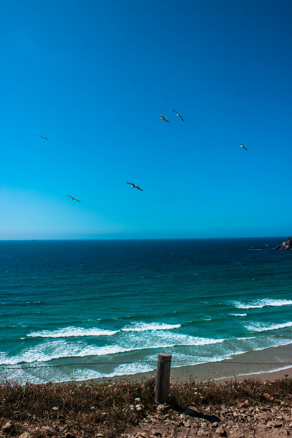 birds flying across the beach during daytime