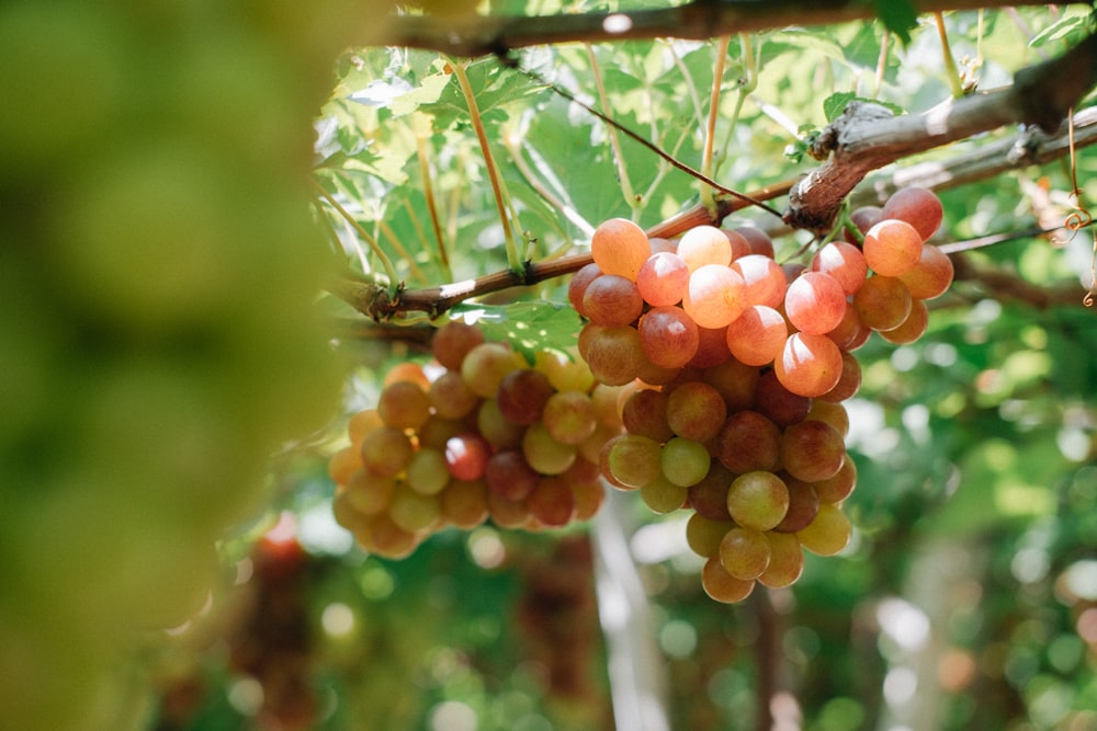 grapes auto focus photography during daytime