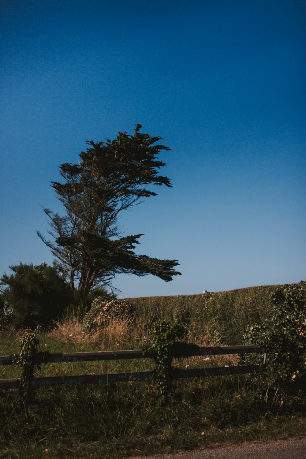 green-leafed tree