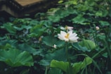 Delicate lotus flowers floating on a serene pond in Tamil Nadu
