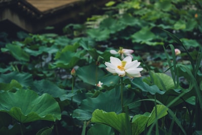 Delicate lotus flowers floating on a serene pond in Tamil Nadu