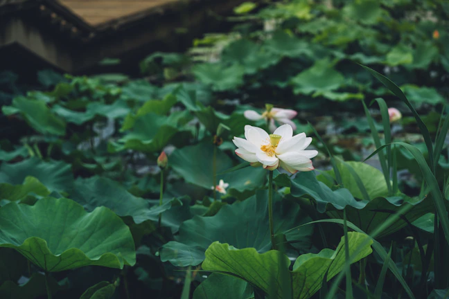 A serene lotus pond at dawn with harvesters gently collecting makhana seeds.