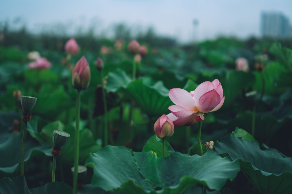 shallow focus photography of green-leafed plant with pink flowers