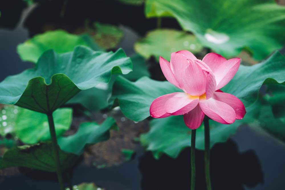 view of pink lotus flower
