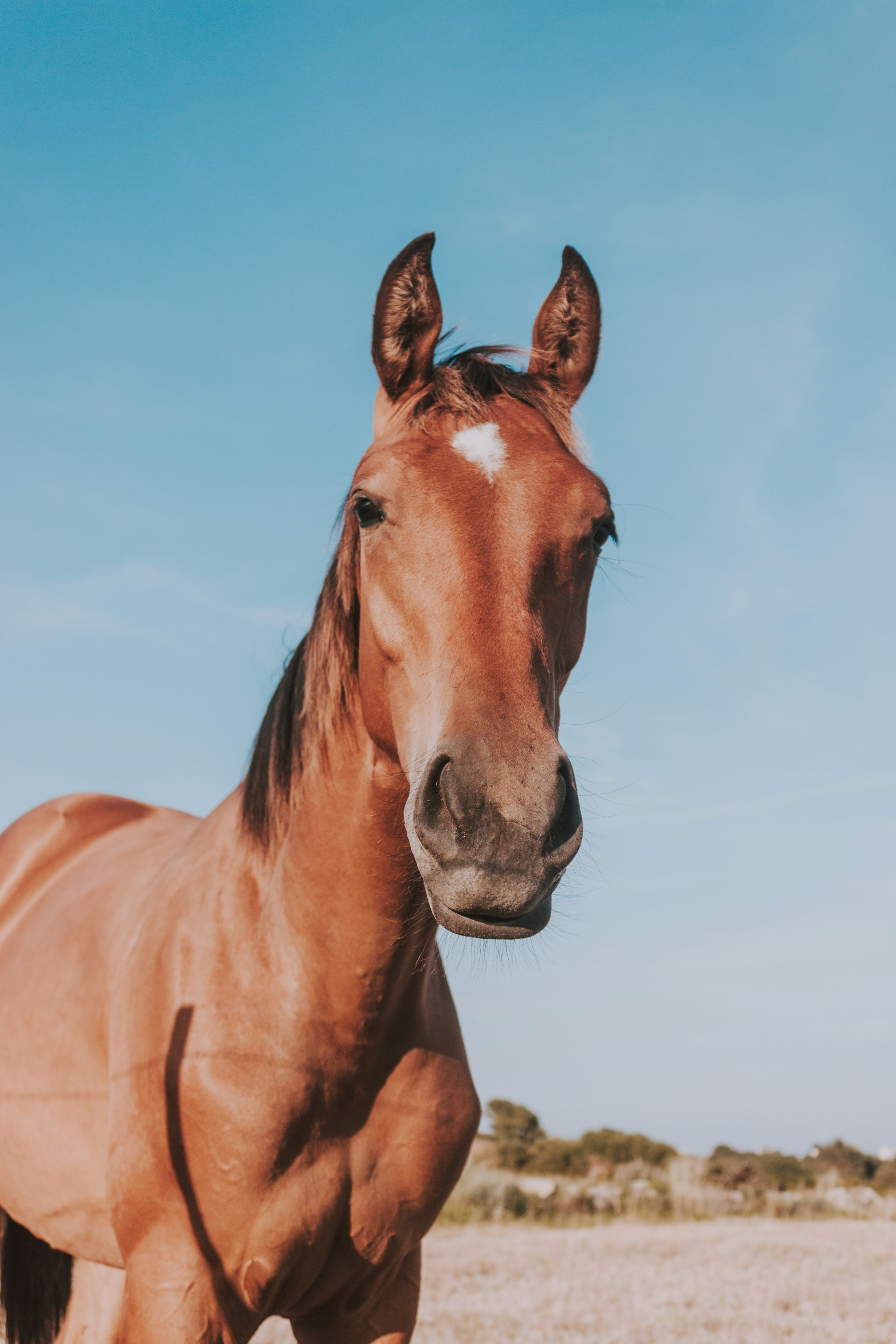 brown horse close-up photography