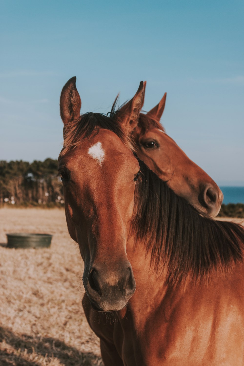 2 brown horses photo during daytime