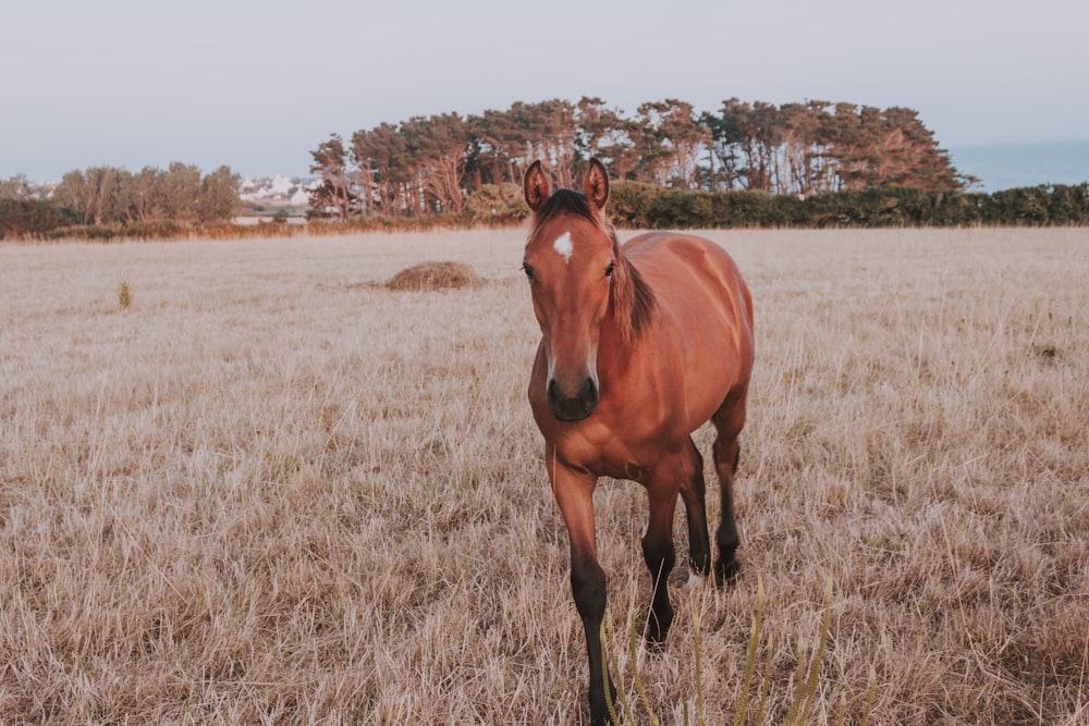 brown horse running on brown grass field