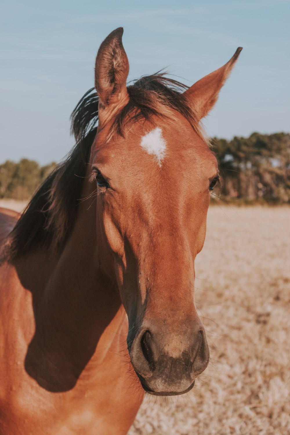 brown horse with white spot on forehead photo