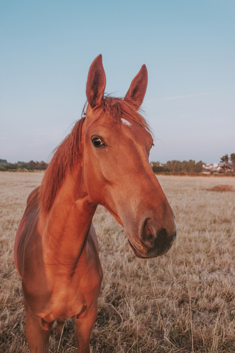 brown horse