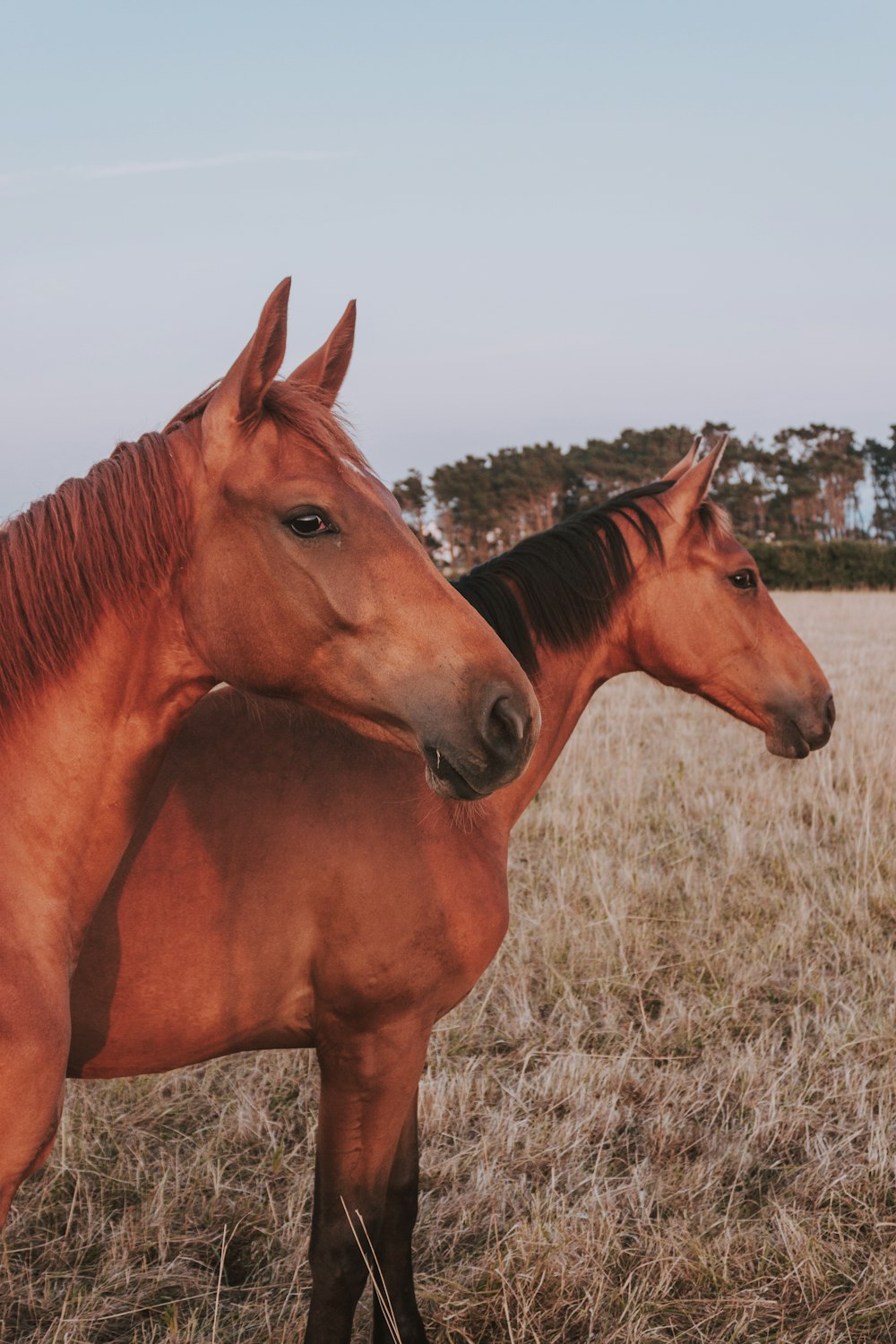 two brown horses close-up photography